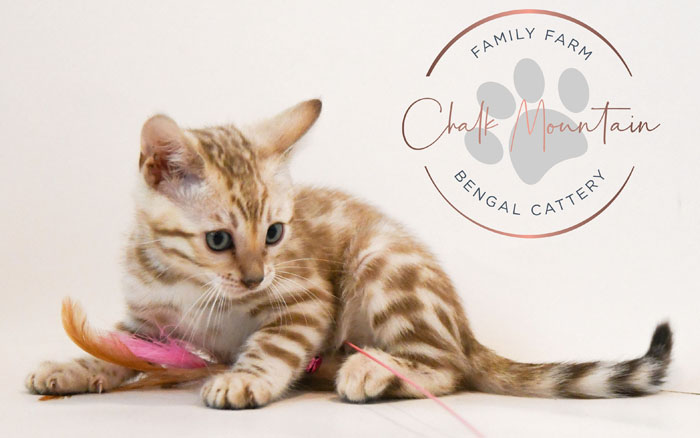 Bengal kitten for sale